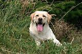 LABRADOR 1253